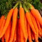Carrot