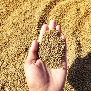 Coriander Seeds