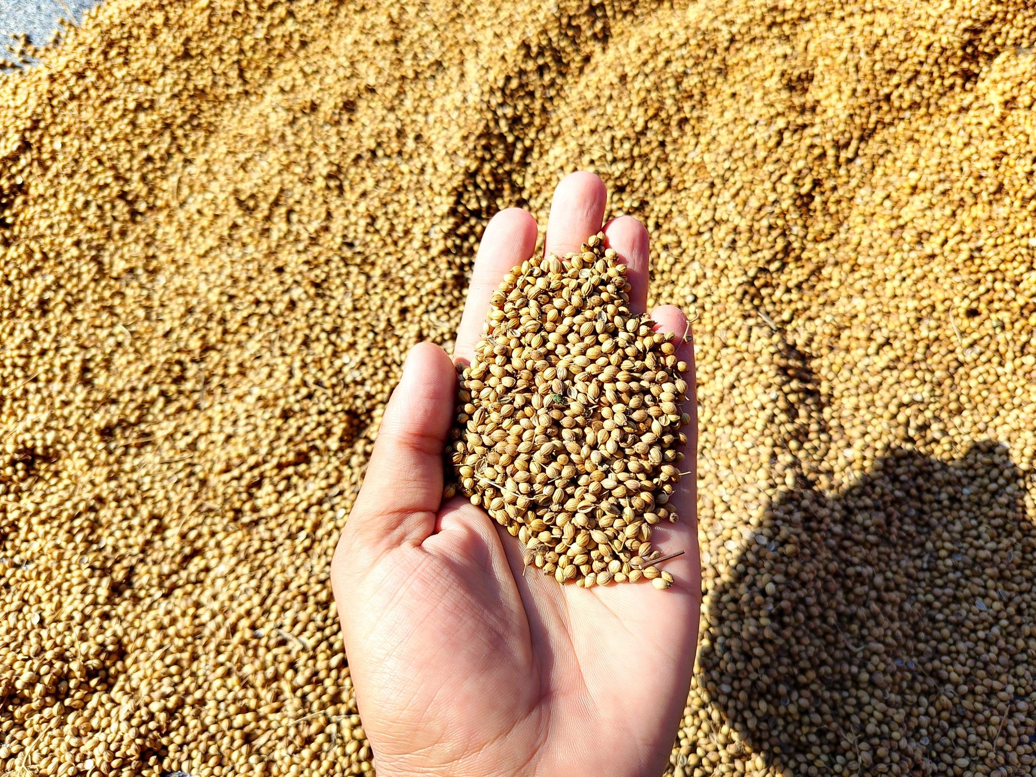 Coriander Seeds