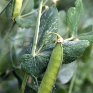 Frozen Green Peas