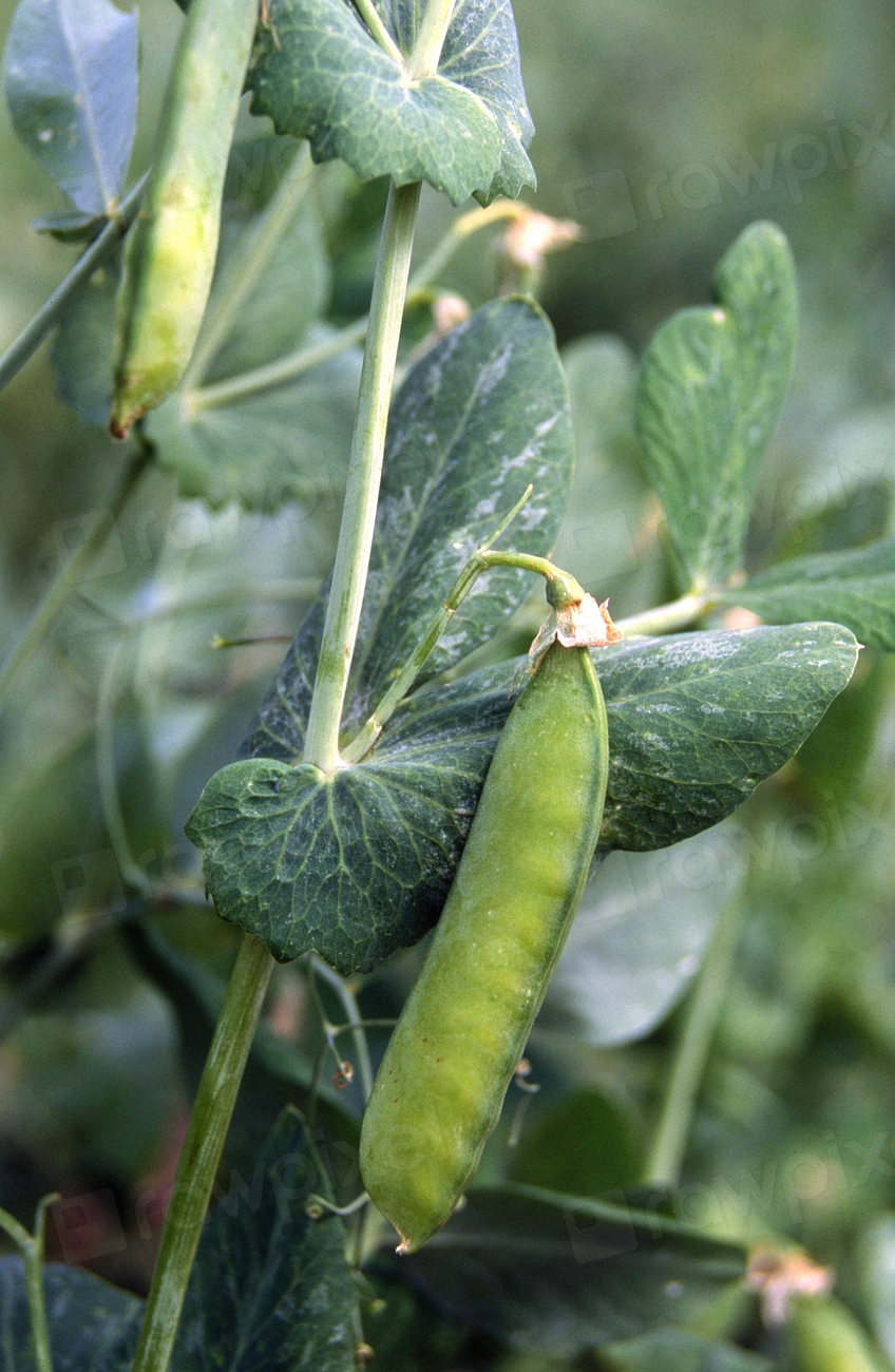 Frozen Green Peas