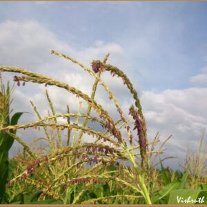 Ragi Flour