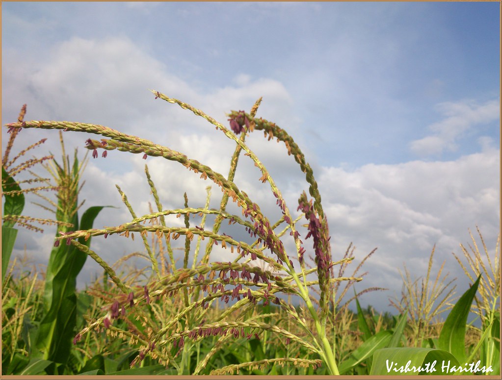 Ragi Flour