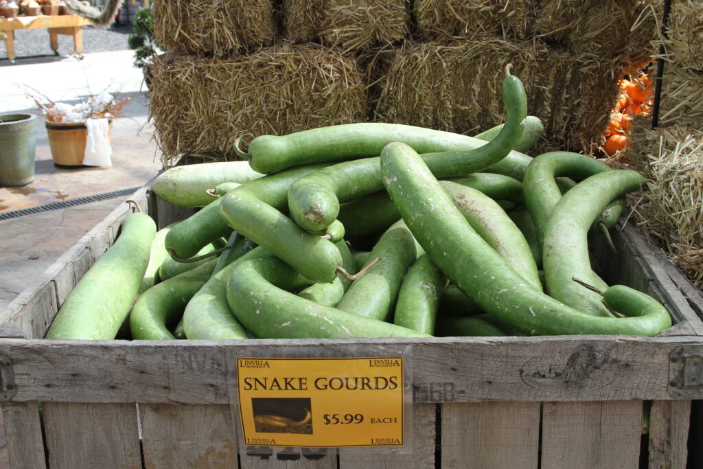 Snake Gourd