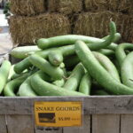 Snake Gourd