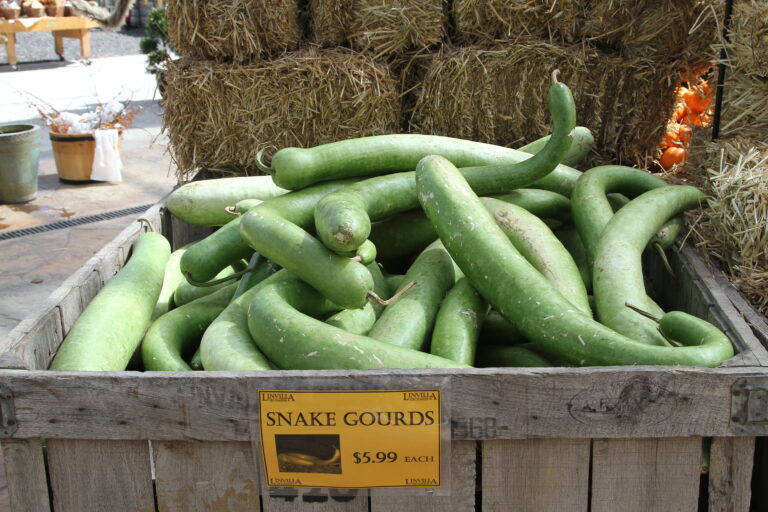 Snake Gourd