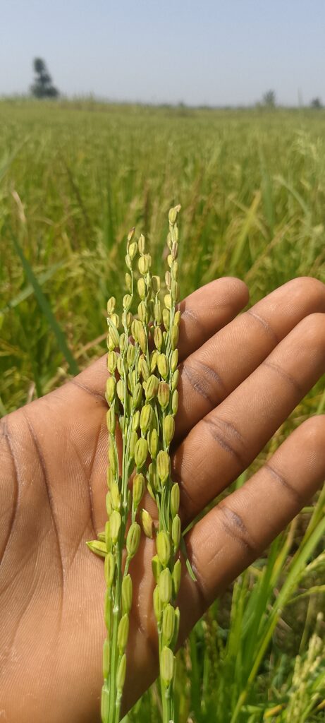 A hand holding freshly picked paddy stalks in a rice field